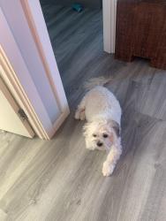Lost Male Dog last seen Nightcap street, North Kellyville, NSW 2155