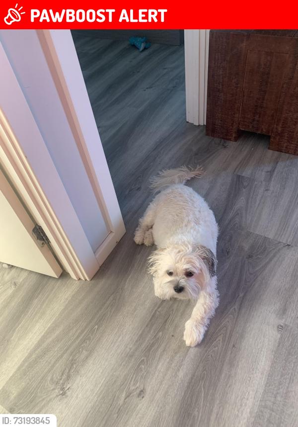 Lost Male Dog last seen Nightcap street, North Kellyville, NSW 2155