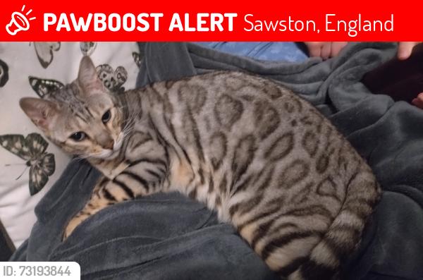 Lost Female Cat last seen Footpath connecting Henry Morris Rd and The Green Rd, Sawston, England 