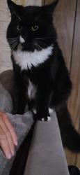 Lost Male Cat last seen Jackson & Mansfield, Spokane Valley, WA 99206