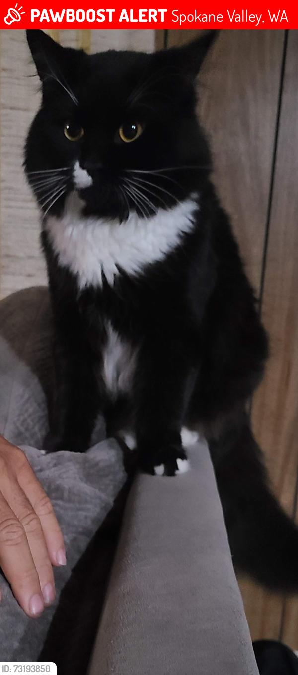 Lost Male Cat last seen Jackson & Mansfield, Spokane Valley, WA 99206