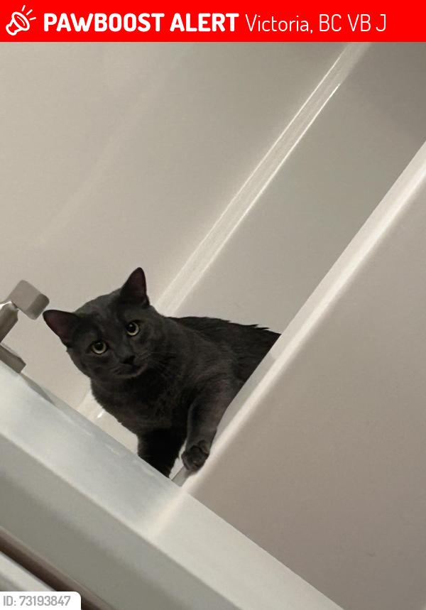 Lost Male Cat last seen Langford exchange, Victoria, BC V9B 7J7