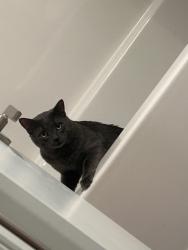 Lost Male Cat last seen Langford exchange, Victoria, BC V9B 7J7