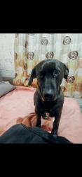 Lost Male Dog last seen Gorostiza 75, Ciudad de México, CDMX 06200