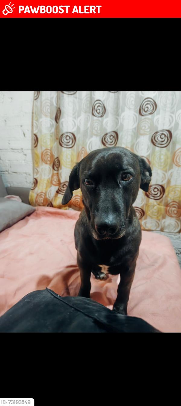 Lost Male Dog last seen Gorostiza 75, Ciudad de México, CDMX 06200