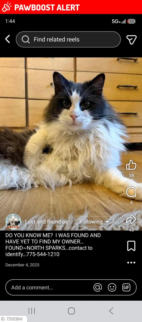 Lost Male Cat last seen East lake blvd, New Washoe City, NV 89704