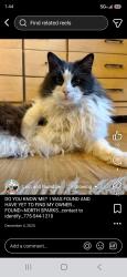 Lost Male Cat last seen East lake blvd, New Washoe City, NV 89704