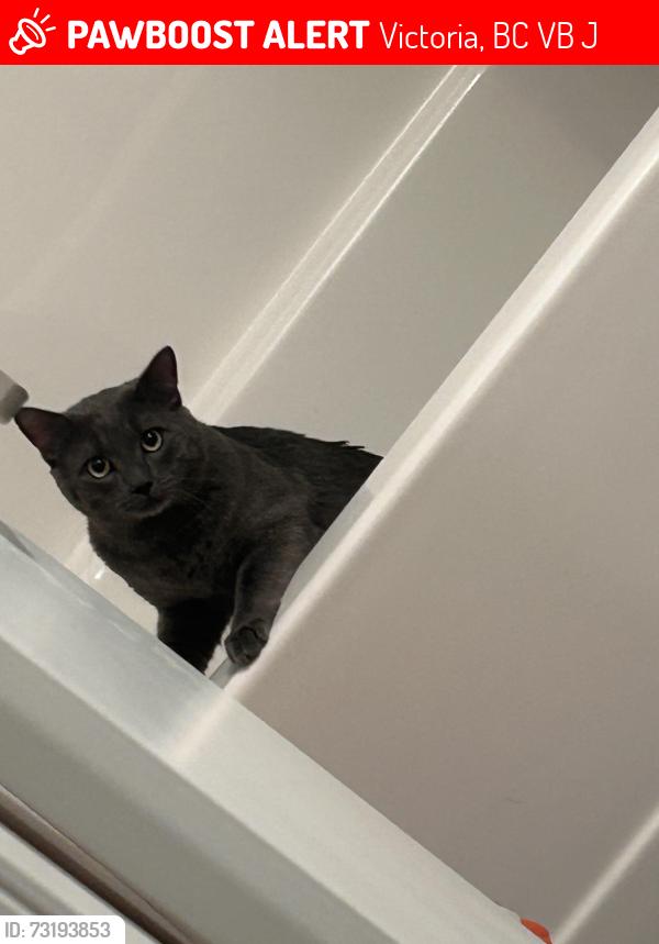 Lost Male Cat last seen Lang exch and rino coffee, Victoria, BC V9B 7J7