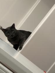 Lost Male Cat last seen Lang exch and rino coffee, Victoria, BC V9B 7J7