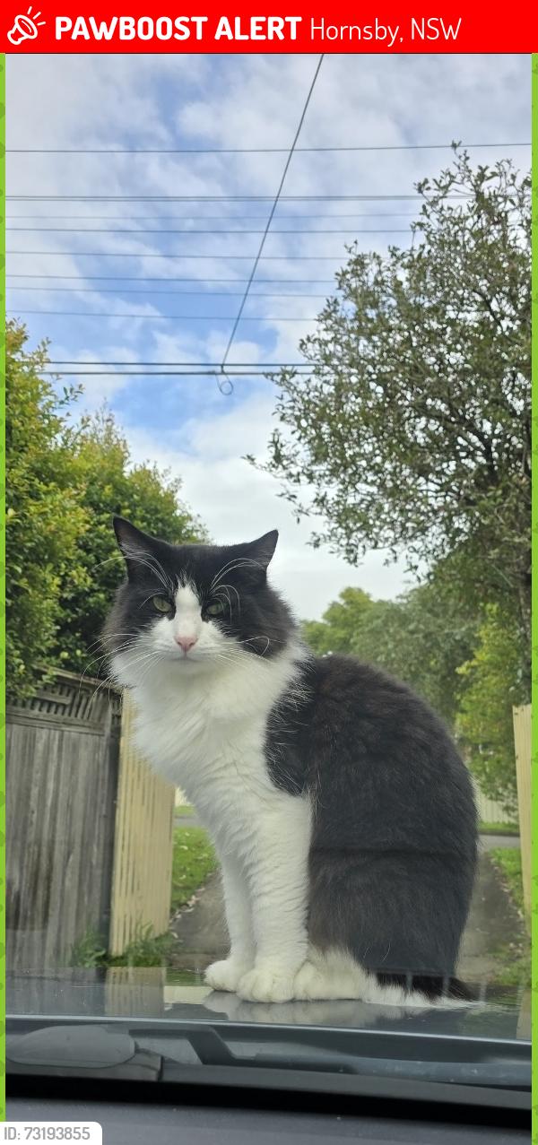 Lost Male Cat last seen Glen eagles Rd Hornsby, Hornsby, NSW 2077