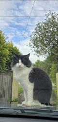 Lost Male Cat last seen Glen eagles Rd Hornsby, Hornsby, NSW 2077