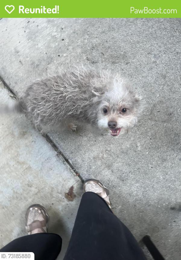 Reunited Female Dog last seen McKinney Park, Hillsboro, OR 97124