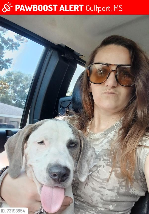Lost Male Dog last seen Anywhere on 49 or deaudex, Gulfport, MS 39503
