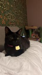Lost Female Cat last seen Near tempest way, Rainham, Greater London, England RM13 7PX