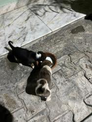 Lost Unknown Dog last seen hse no 105 Sudha Sarovar Colony near Pradhan Puram temple, C-Block, Govindpuram, Ghaziabad, UP 201013