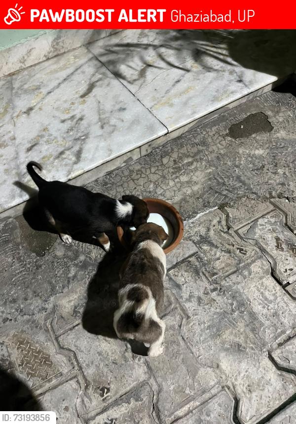 Lost Unknown Dog last seen hse no 105 Sudha Sarovar Colony near Pradhan Puram temple, C-Block, Govindpuram, Ghaziabad, UP 201013