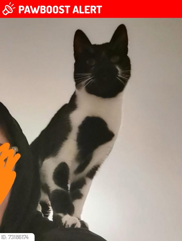 Lost Male Cat last seen Forest Hill Road and Brenchley Gardens, Greater London, England SE23 3QX