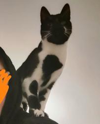 Lost Male Cat last seen Forest Hill Road and Brenchley Gardens, Greater London, England SE23 3QX