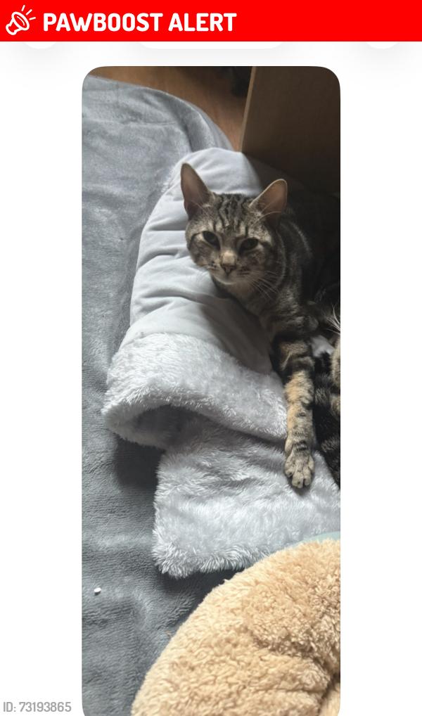 Lost Male Cat last seen Amos Lane, West Midlands, England WV11 1LE