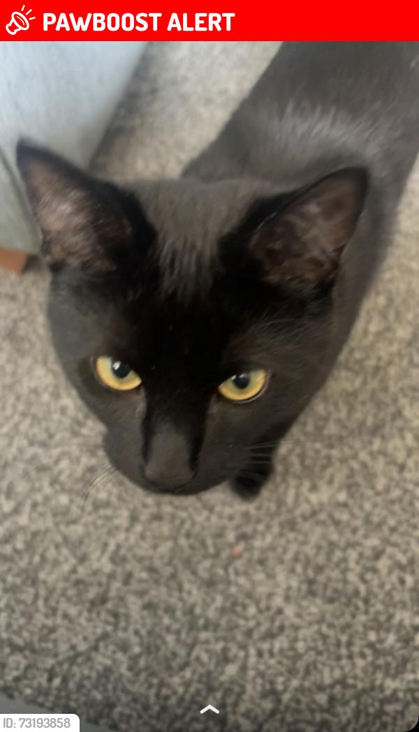 Lost Male Cat last seen otley road, Baildon, England BD17 7LF
