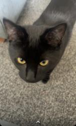 Lost Male Cat last seen otley road, Baildon, England BD17 7LF
