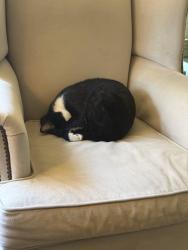 Lost Male Cat last seen Fairmount and Victoria and Fairmount and Milton, Saint Paul, MN 55105