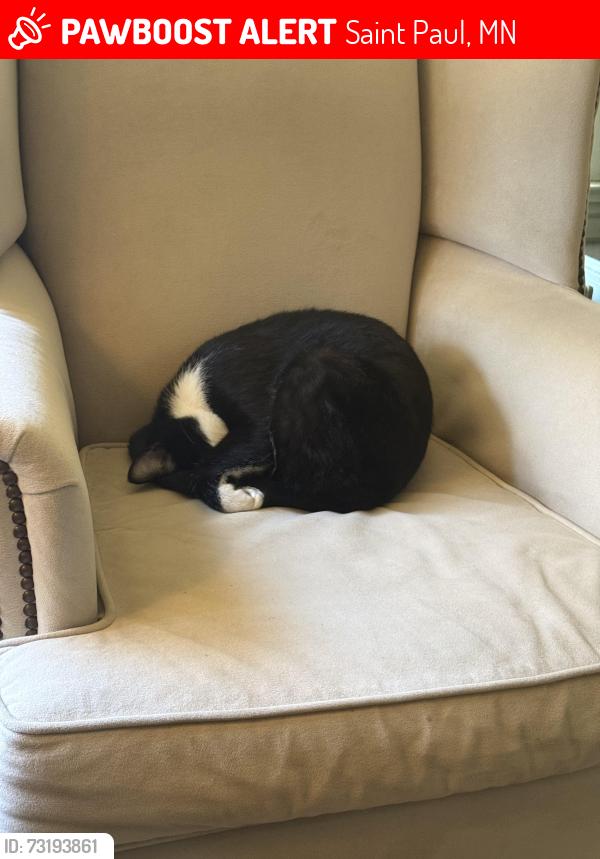 Lost Male Cat last seen Fairmount and Victoria and Fairmount and Milton, Saint Paul, MN 55105
