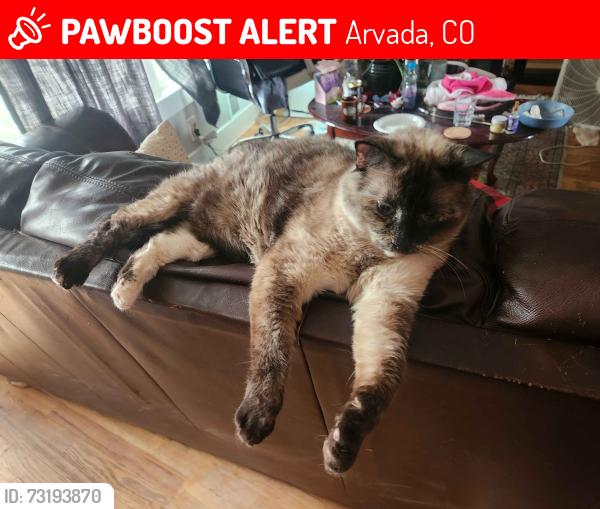 Lost Female Cat last seen E64th & Wadsworth, Arvada, CO 80003