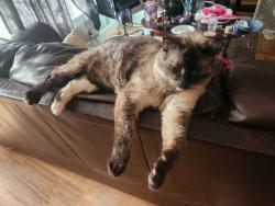 Lost Female Cat last seen E64th & Wadsworth, Arvada, CO 80003