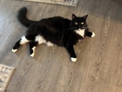 Lost Male Cat last seen Pumpkin Center Rd and Hwy 22, Tangipahoa Parish, LA 70403