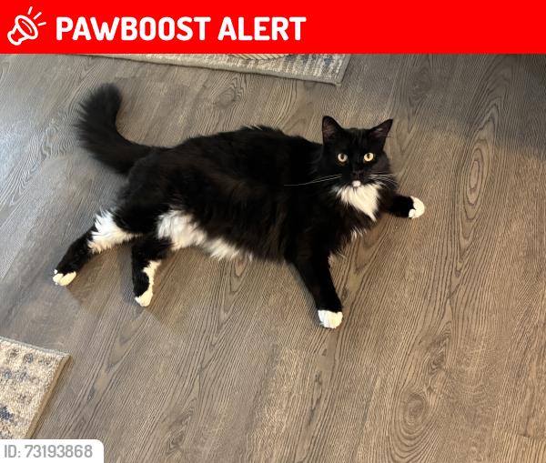Lost Male Cat last seen Pumpkin Center Rd and Hwy 22, Tangipahoa Parish, LA 70403