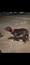 Reunited Female Dog last seen Michigan Ave & south Tremont, Oceanside, CA 92054