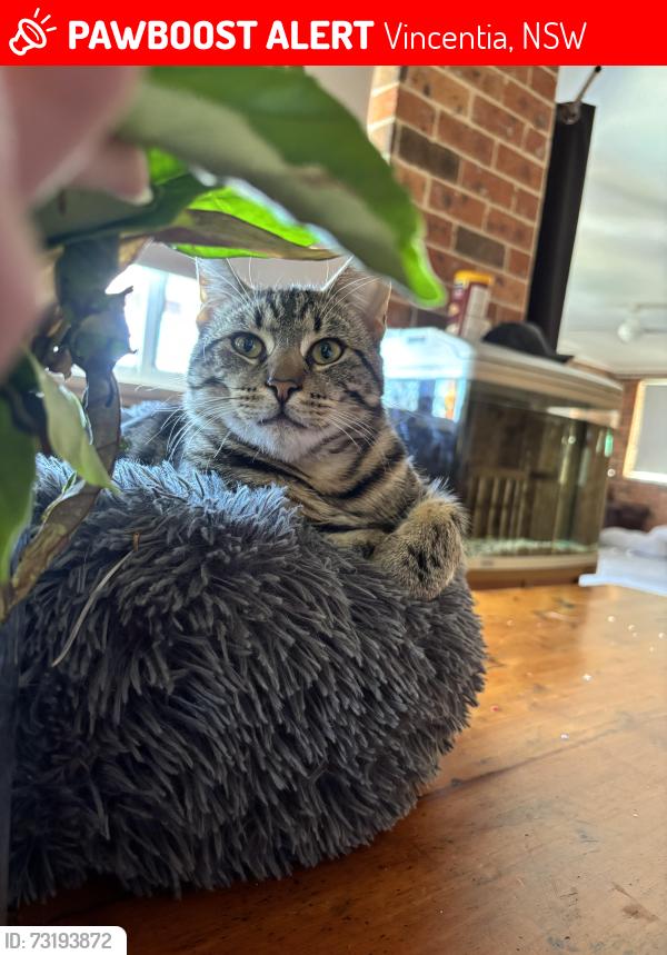 Lost Male Cat last seen Vincentia, Vincentia, NSW 2540