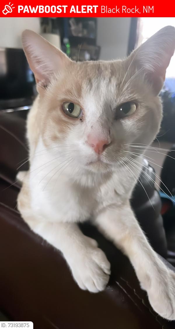 Lost Male Cat last seen Zuni, Black Rock, NM 87327