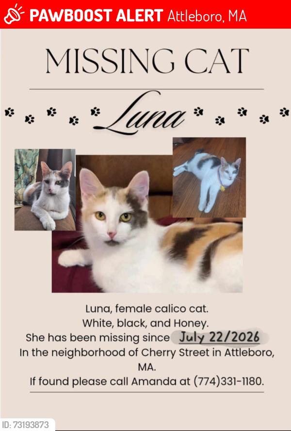 Lost Female Cat last seen Cherry Street, Attleboro, MA 02703