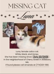 Lost Female Cat last seen Cherry Street, Attleboro, MA 02703