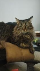 Reunited Male Cat last seen Argyl Street Redbank Plains, Redbank Plains, QLD 4301