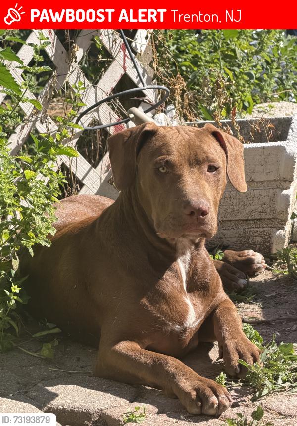 Lost Male Dog last seen Downtown trenton, Trenton, NJ 08609