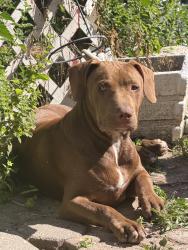 Lost Male Dog last seen Downtown trenton, Trenton, NJ 08609