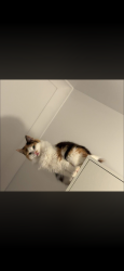 Reunited Female Cat last seen Murray road, Yallourn North, VIC 3825