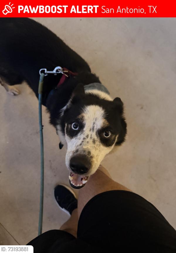 Lost Female Dog last seen Near Betty st, San Antonio, TX 78224