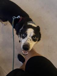 Lost Female Dog last seen Near Betty st, San Antonio, TX 78224