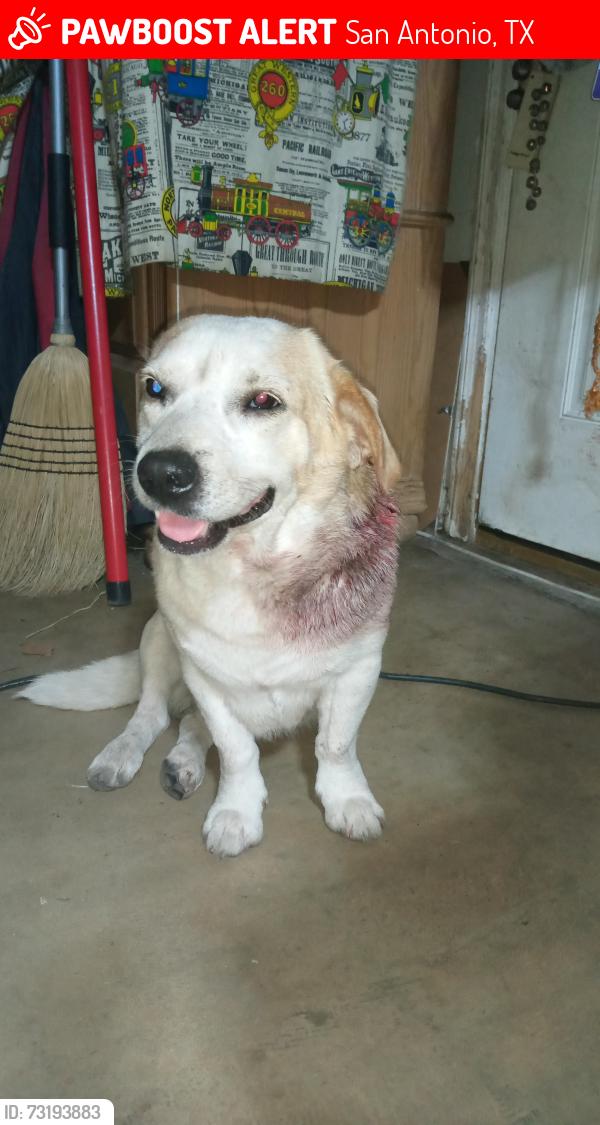 Lost Male Dog last seen Galway & Pickwell, San Antonio, TX 78223