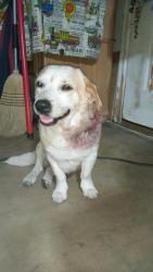 Lost Male Dog last seen Galway & Pickwell, San Antonio, TX 78223