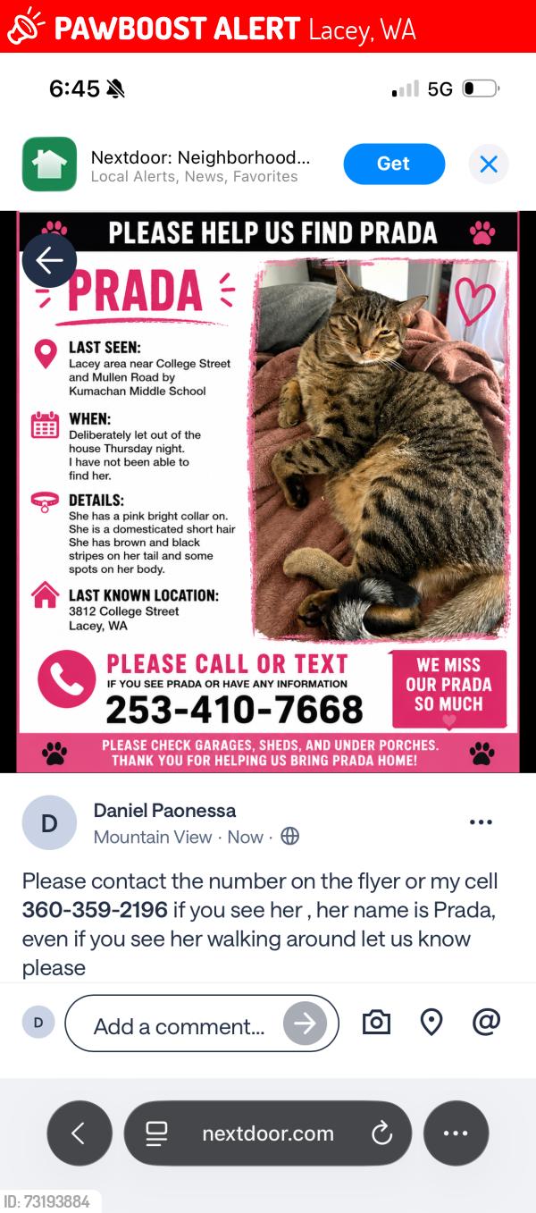 Lost Female Cat last seen College at se, Lacey, WA 98503