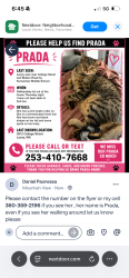 Lost Female Cat last seen College at se, Lacey, WA 98503