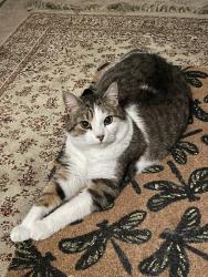 Reunited Male Cat last seen St-Grégoire / parc Laurier, Montréal, QC H2J 2Y6