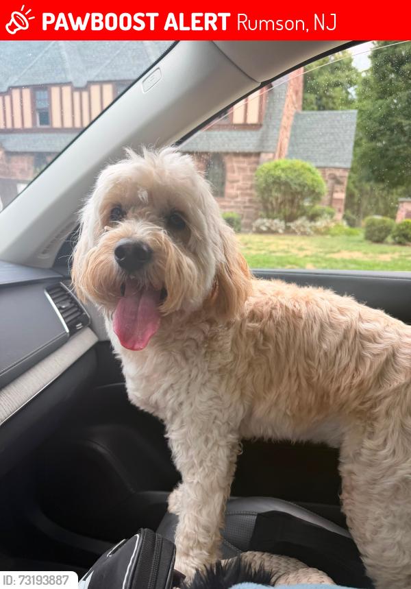 Lost Female Dog last seen RFH highschool, Rumson, NJ 07760