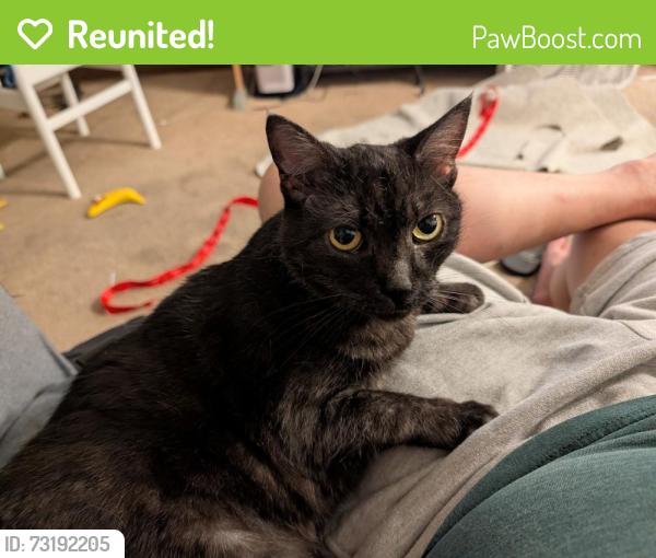 Reunited Female Cat last seen Newhope, Fountain Valley, CA 92708