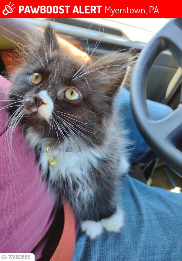 Lost Male Cat last seen Near Camp Swatara Rd, Myerstown, PA 17067, Myerstown, PA 17067